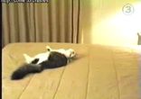 kitten