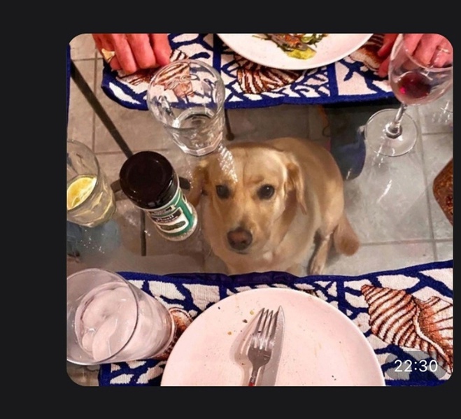 Стеклянный столик и собака