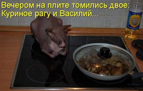 ТОП лучших котоматриц