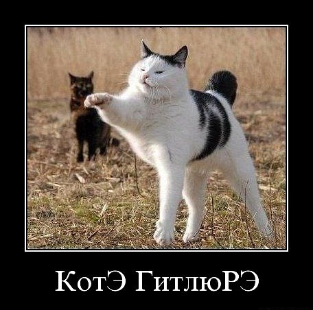 Демотиваторы про котэ