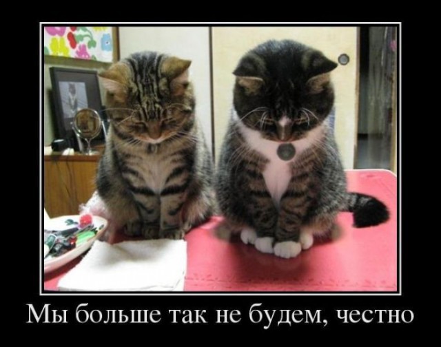 Демотиваторы про котов