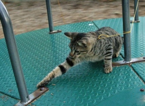 Выгул котов разрешен!;]
