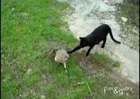 Невероятная дружба совы и кота