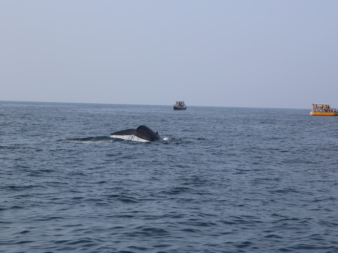 Дмитрий Каднай о Шри-Ланке: все, что вы не прочитаете в путеводителе об острове