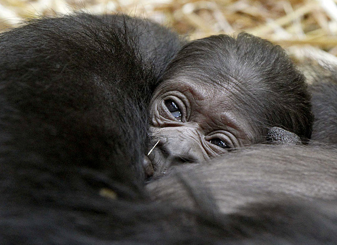 Родился детеныш гориллы