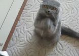 Котейка танцует