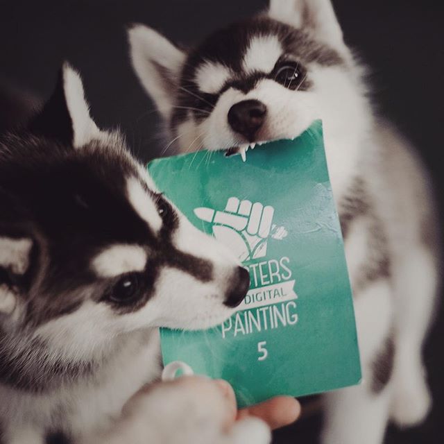 Цуценята Хаскі