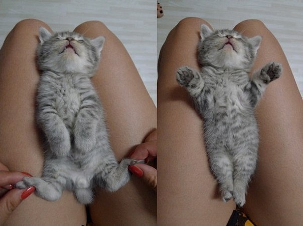 Няшные котятки