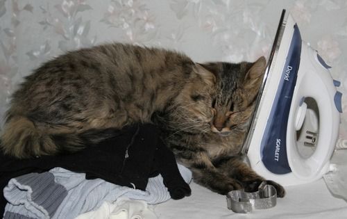 Погладь кота!