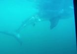 Cage Diving with Great White Sharks @ Shark Alley