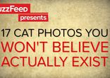 17 удивительных ретро снимков котят