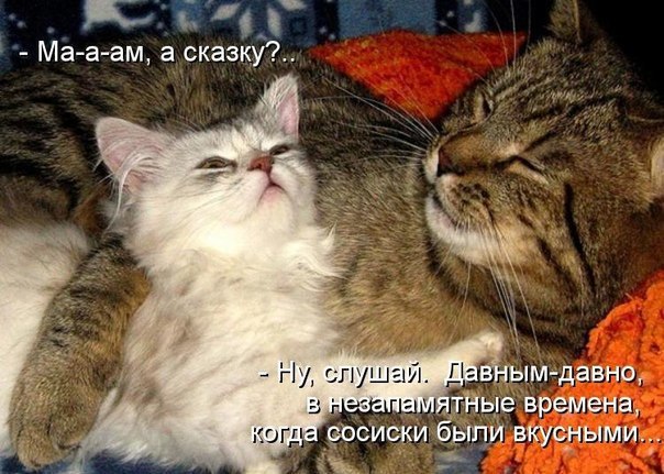 ТОП лучших котоматриц