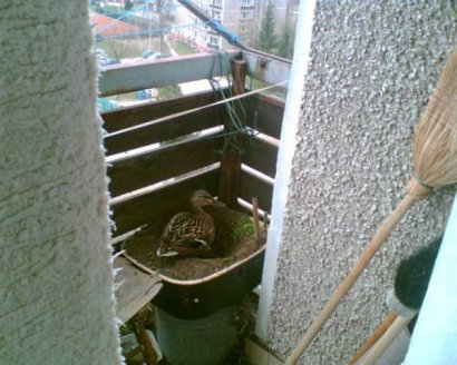 Необычное гнездо)