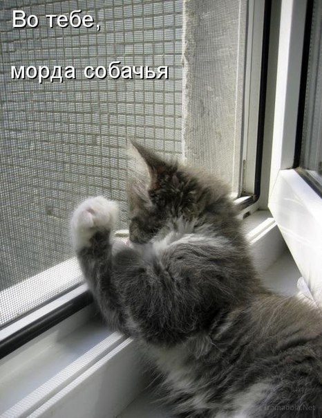 Смешные котики