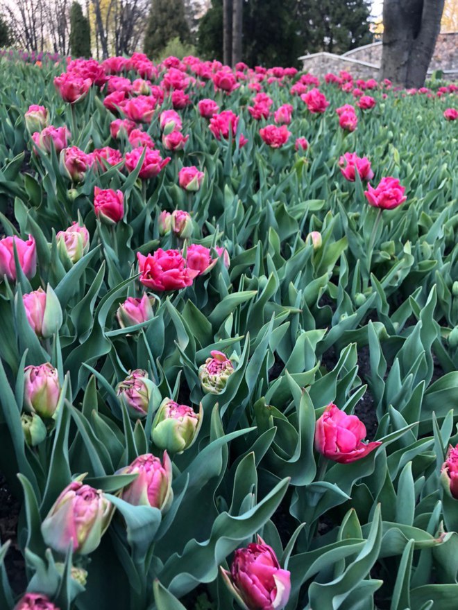 Співоче поле запрошує відвідати відому щорічну виставку тюльпанів онлайн