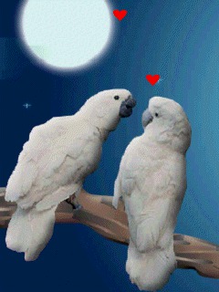 Романтичный поцелуйчик попугаев