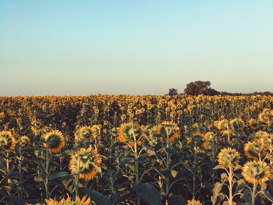 мобилография Артем Широков