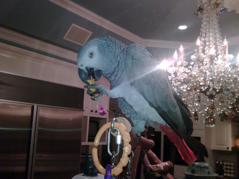 Періс Хілтон