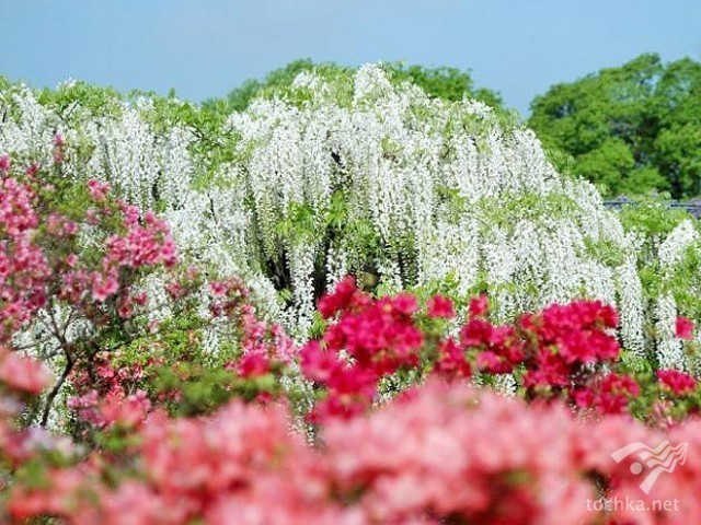 Японский Парк цветов Асикага