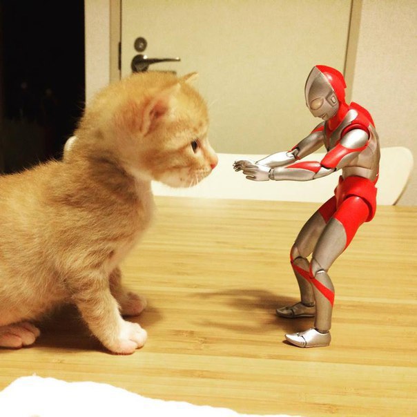 Приключения кота и робота