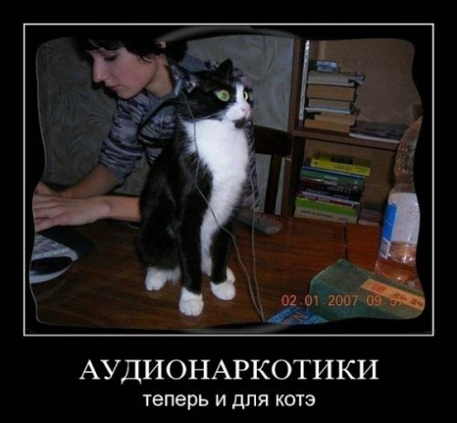 Демотиваторы про котэ