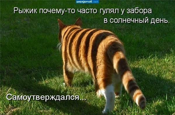 Прикольные картинки с котоматрицами