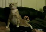 Кота чешут)