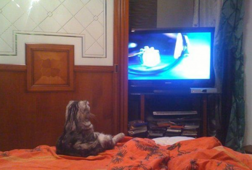 Кот телеман