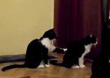 Как коты просят прощение
