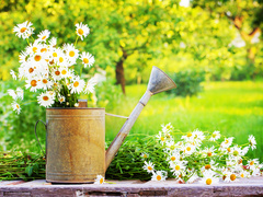 Яке свято відзначають 25 травня