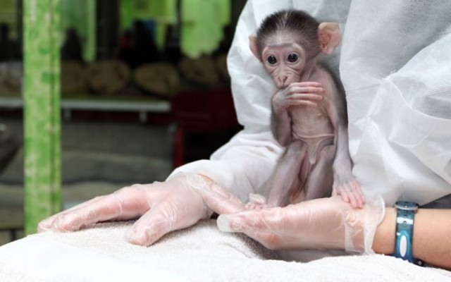 Самая няшная обезьянка в мире