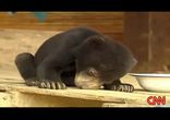 Странный щенок