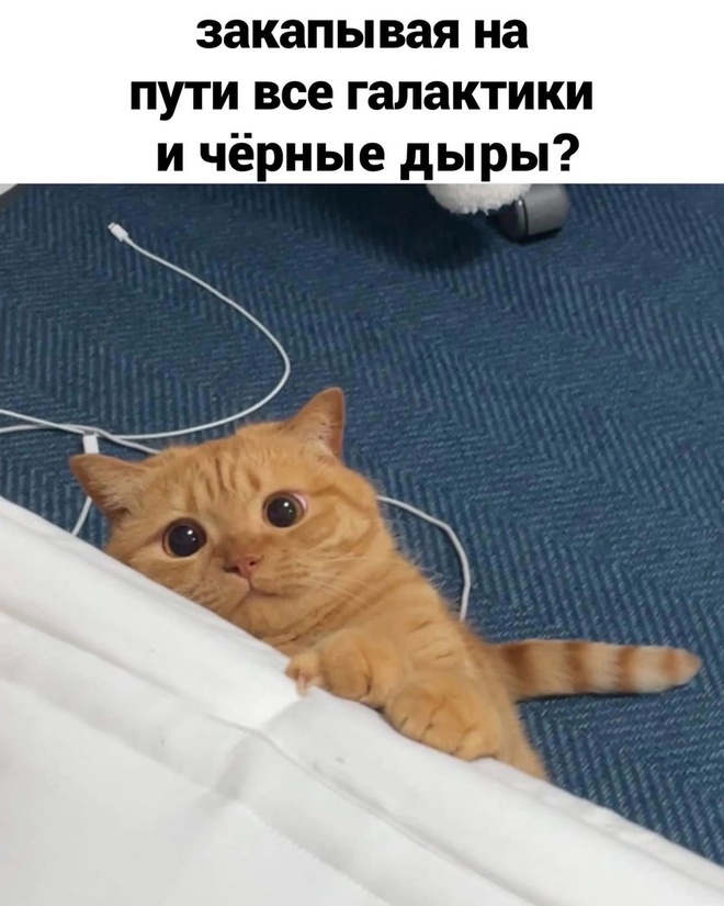 Мысли кота