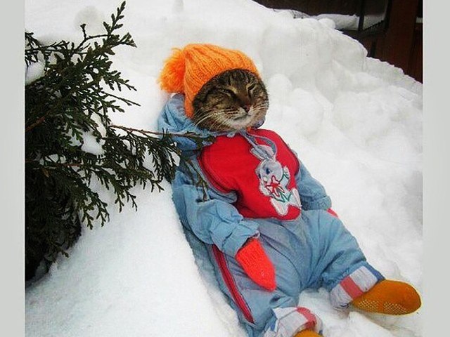 Картинки про, картинки приколы зимние про котиков