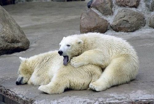 Ленивые животные