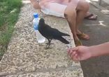 Умный вороненок просит людей открыть бутылку воды  [ умный птах ]