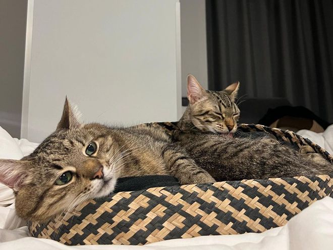 Кот Степан и Стефания