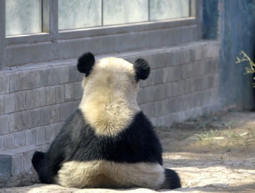 Диковинная фауна