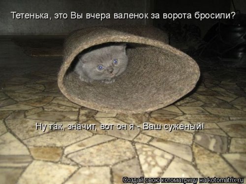 Прикольные картинки с котоматрицами