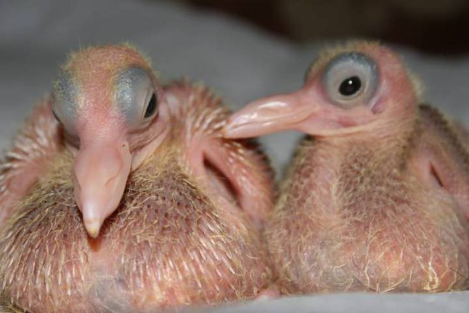 Редкие фото новорожденных животных, которые заставят умиляться