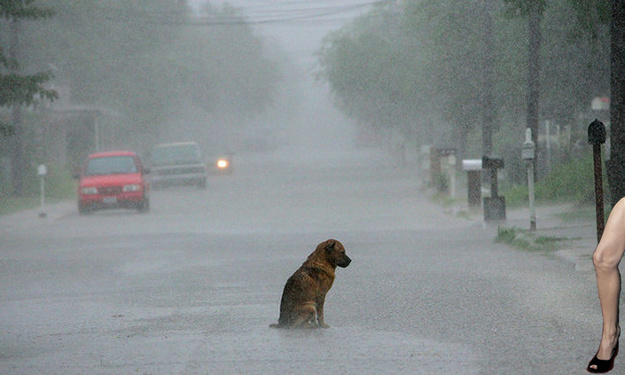 Свежие карикатуры на Анджелину Джоли