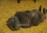 Жизнь прекрасна!