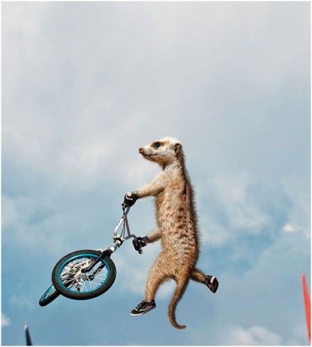 Спортивные миркаты-няшки