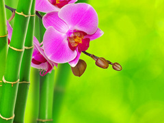 Капризное растение. Как поливать орхидею