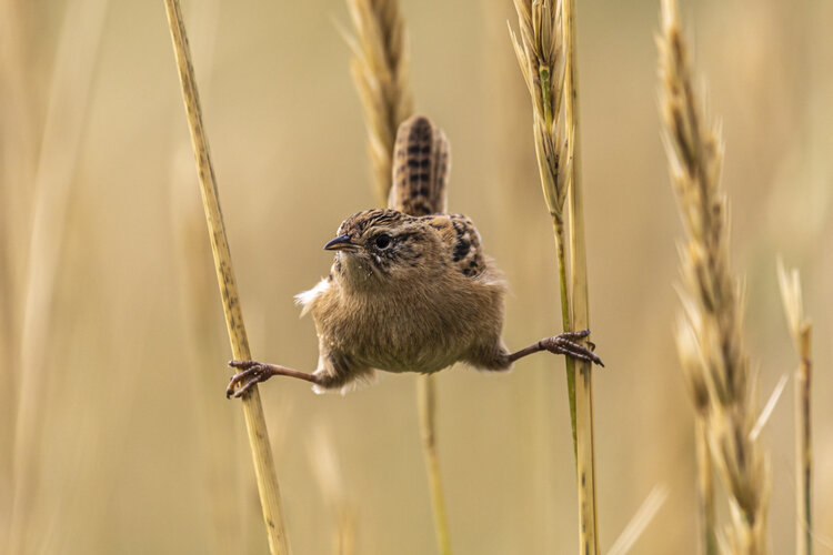 World Nature Photography Awards 2020