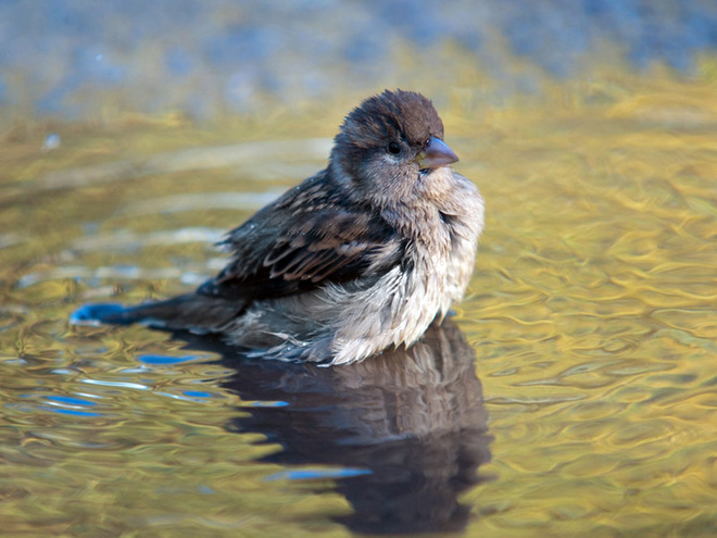 Стрітення Господнє 2020: прикмети і традиції свята
