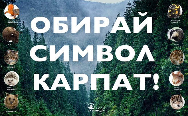 Борсук проти зубра: в Україні починається голосування за символ Карпат