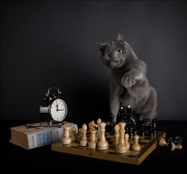 Приколы про котов