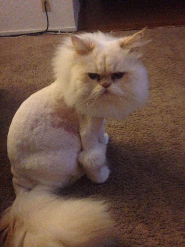 Мой хозяин - идиот