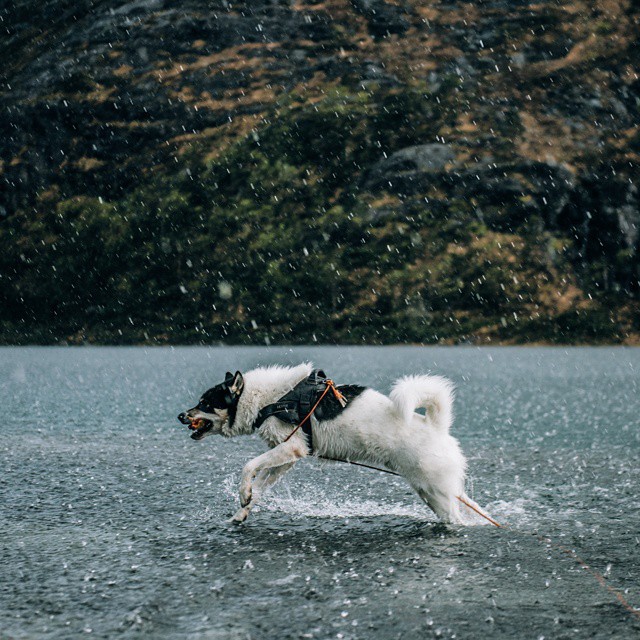 хаскі Акіак 